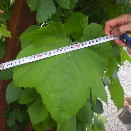 Sophia Cozy Self Catering Dolni Brezany