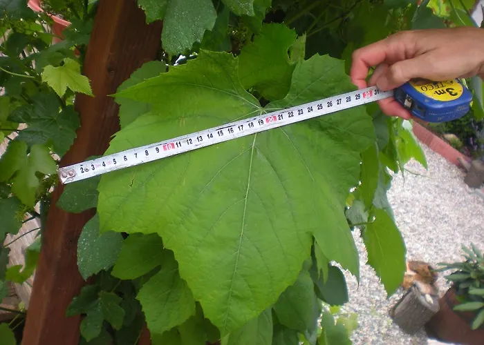 Sophia Cozy Self Catering Dolni Brezany